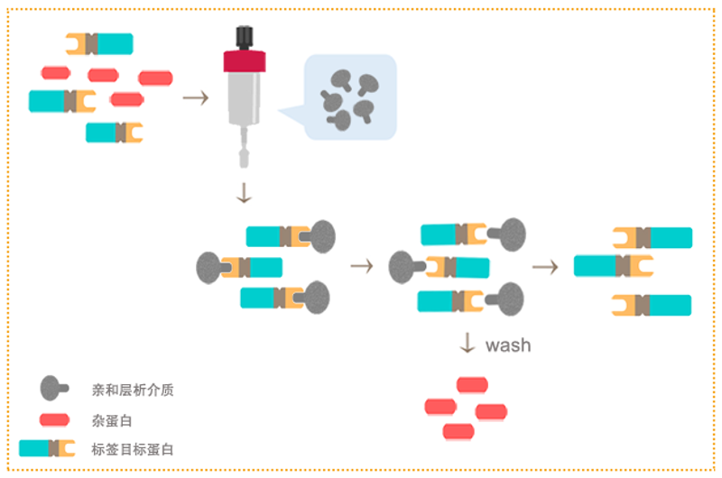 基因测序外包服务:助力科研创新的新引擎